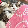 bow_tie, bowl, cat, closeup, collar, comfort, cozy, drink_can, fur, furry, hello_kitty, home, indoor, pet, pink_blanket, relaxation, resting, sleeping, table, whiskers
