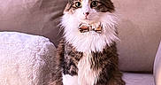 Koba is registered to the contest to win money with this photo: animal, bow_tie, cat, closeup, couch, cozy, curious, cute, domestic_animal, feline, fluffy, furniture, indoor, long_hair, pet, portrait, relaxed, sitting, tabby, white_paws
