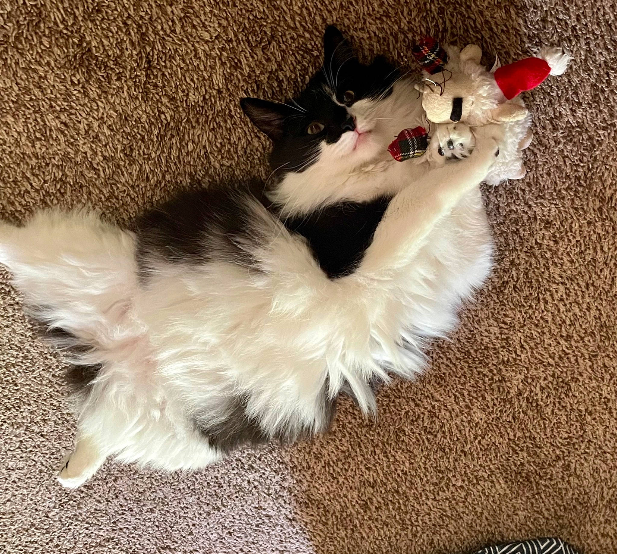 Tango joined the competition — help win amazing prizes! canidae, carnivore, cat, cat_toy, claw, companion_dog, dog_breed, fawn, felidae, flooring, foot, fur, non_sporting_group, paw, small_to_medium_sized_cats, snout, sporting_group, tail, toy_dog, whiskers