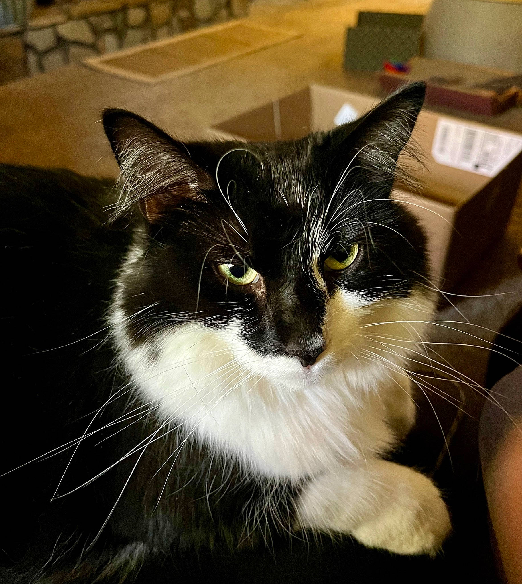 Tango is registered to the contest to win money with this photo: box, carnivore, carton, cat, claw, comfort, domestic_short_haired_cat, eye, felidae, fur, paw, serveware, shipping_box, sitting, small_to_medium_sized_cats, snout, tail, whiskers, window