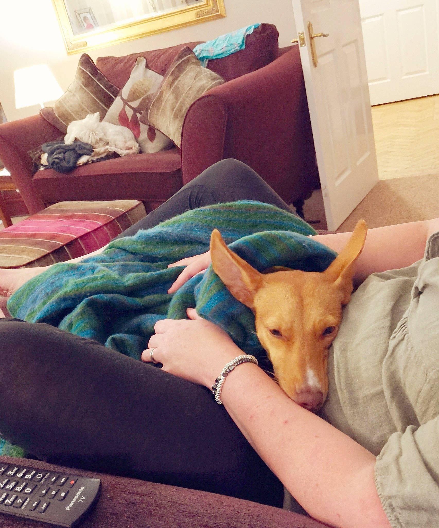 Lara-beau is registered to the contest to win money with this photo: carnivore, comfort, companion_dog, couch, dog, dog_breed, fawn, flooring, furniture, house, lap, linens, living_room, pillow, remote_control, room, studio_couch, toy_dog, wood, working_animal