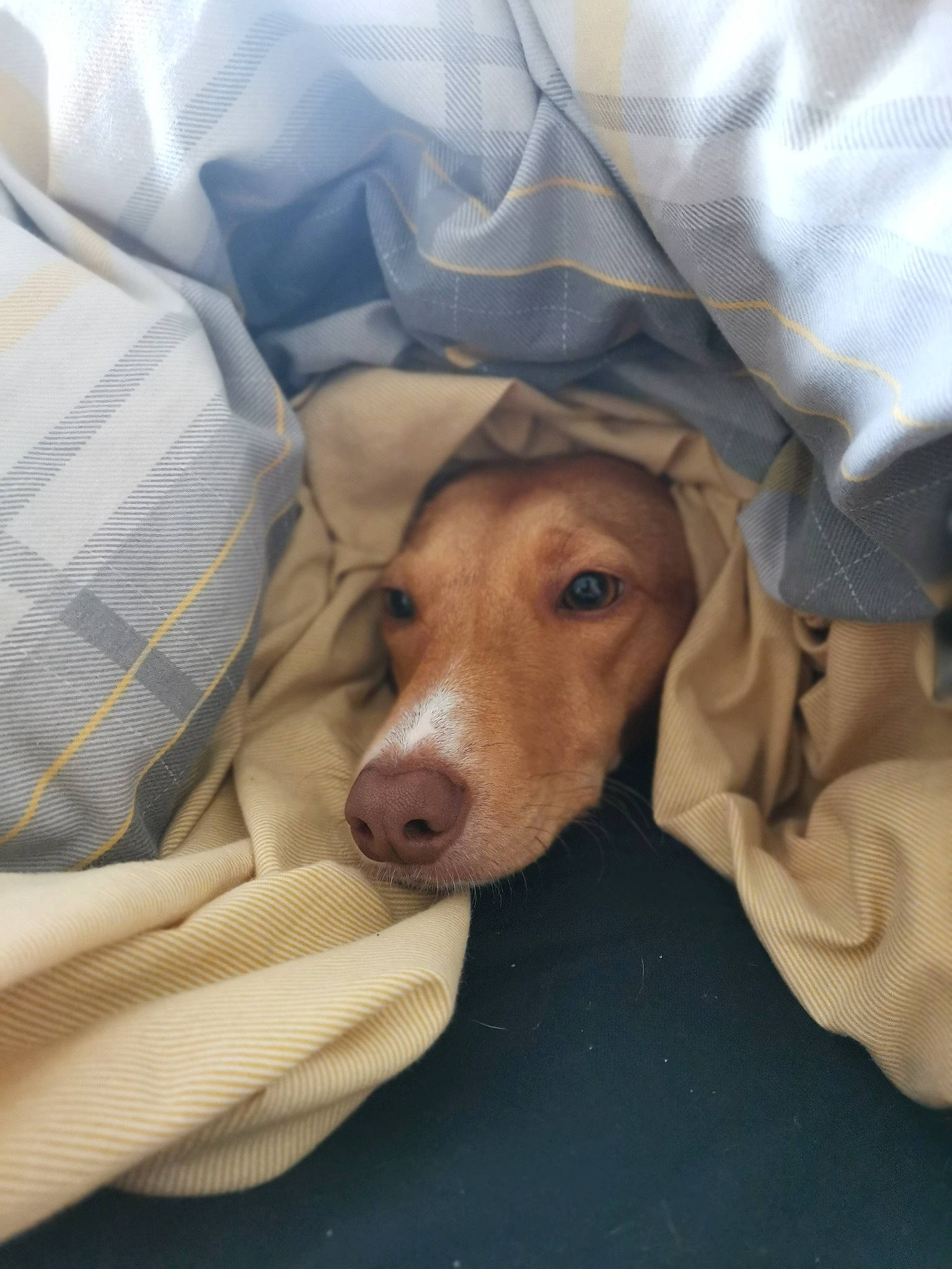 Lara-beau joined the competition — help win amazing prizes! canidae, carnivore, comfort, companion_dog, dog, dog_breed, dog_supply, fawn, fur, hunting_dog, linens, sleeve, sporting_group, whiskers, working_animal