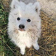 Achille participe au concours pour gagner de l'argent avec cette photo : puppy, dog, white_fur, muddy, outdoor, grass, straw, animal, cute, pet, fluffy, young, adorable, looking_up, nature, daylight, small_dog, fur, canine, portrait