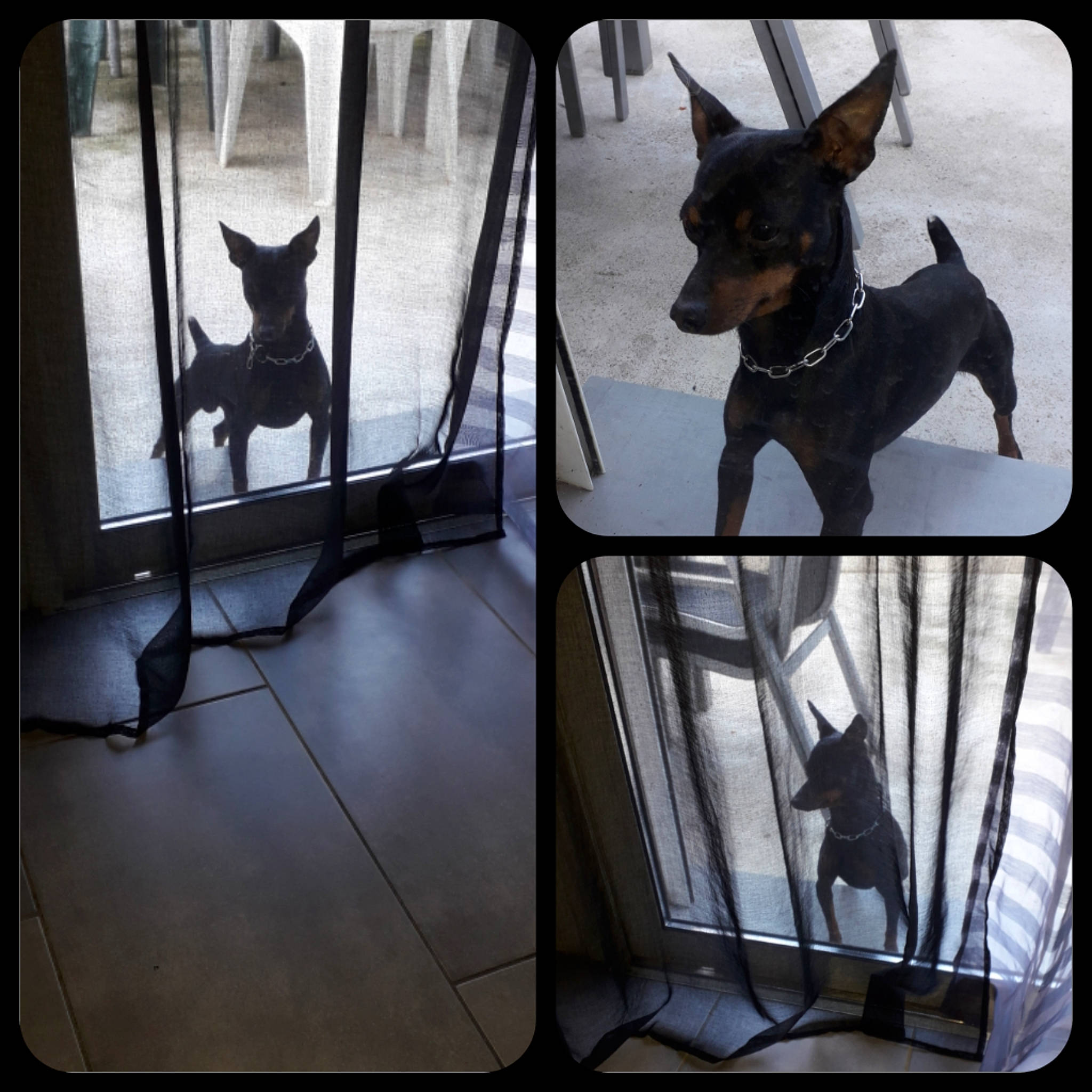 Kiko Et Snoopy participe au concours pour gagner de l'argent avec cette photo : canidae, carnivore, dobermann, dog, dog_breed, english_toy_terrier, german_pinscher, guard_dog, mammal, manchester_terrier, miniature_pinscher, non_sporting_group, pinscher, prazsky_krysarik, square, toy_dog, toy_manchester_terrier, vertebrate