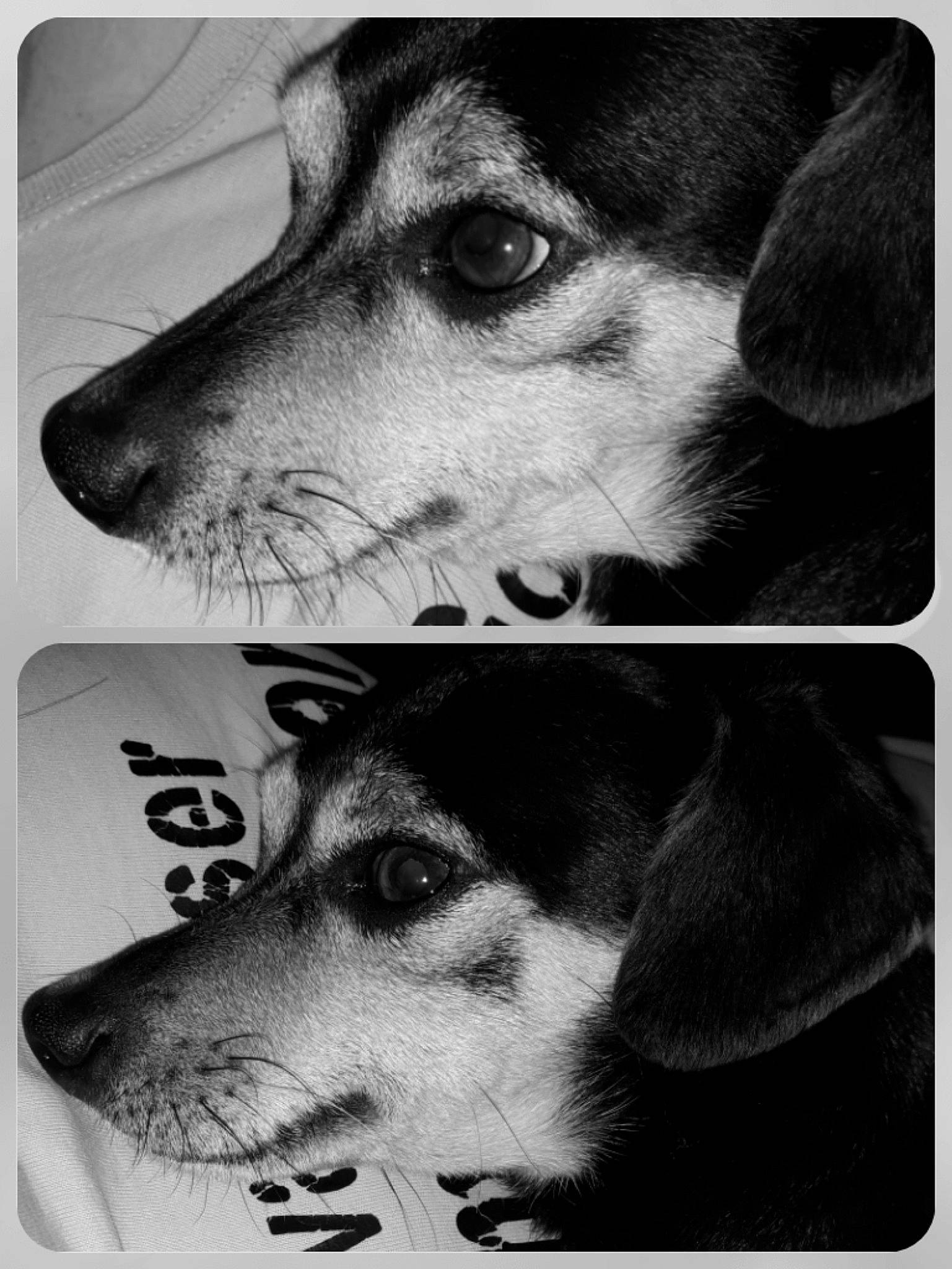 Kiko Et Snoopy a rejoint le concours — aidez-le/la à gagner de superbes lots ! black_and_white, canidae, carnivore, dog, dog_breed, mammal, nose, photography, siberian_husky, snout, street_dog, style, vertebrate, whiskers, working_dog