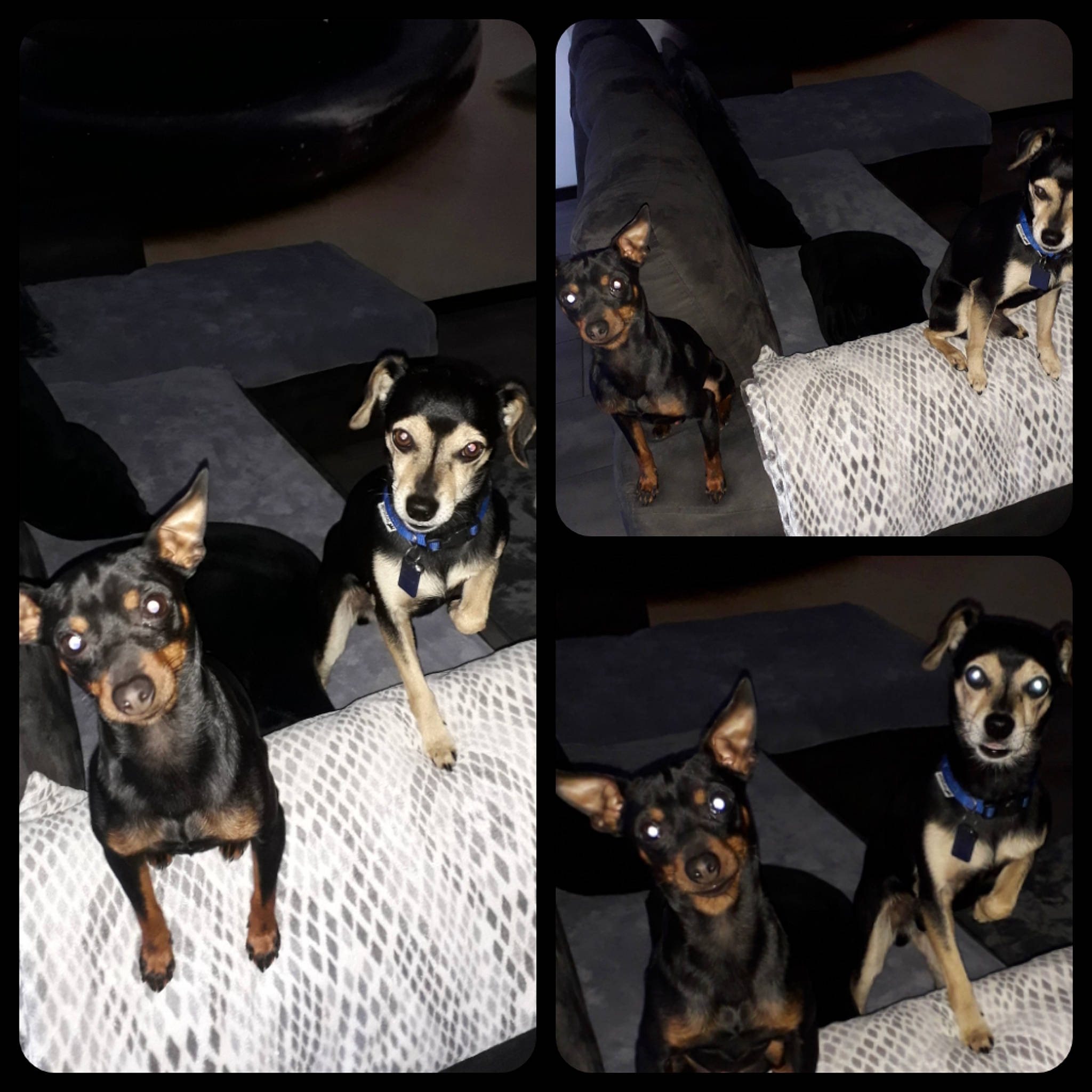 Kiko Et Snoopy a rejoint le concours — aidez-le/la à gagner de superbes lots ! australian_kelpie, beauceron, black_and_tan_terrier, canidae, carnivore, dobermann, dog, dog_breed, english_toy_terrier, german_pinscher, guard_dog, mammal, manchester_terrier, miniature_pinscher, pinscher, prazsky_krysarik, rottweiler, toy_dog, toy_manchester_terrier, vertebrate