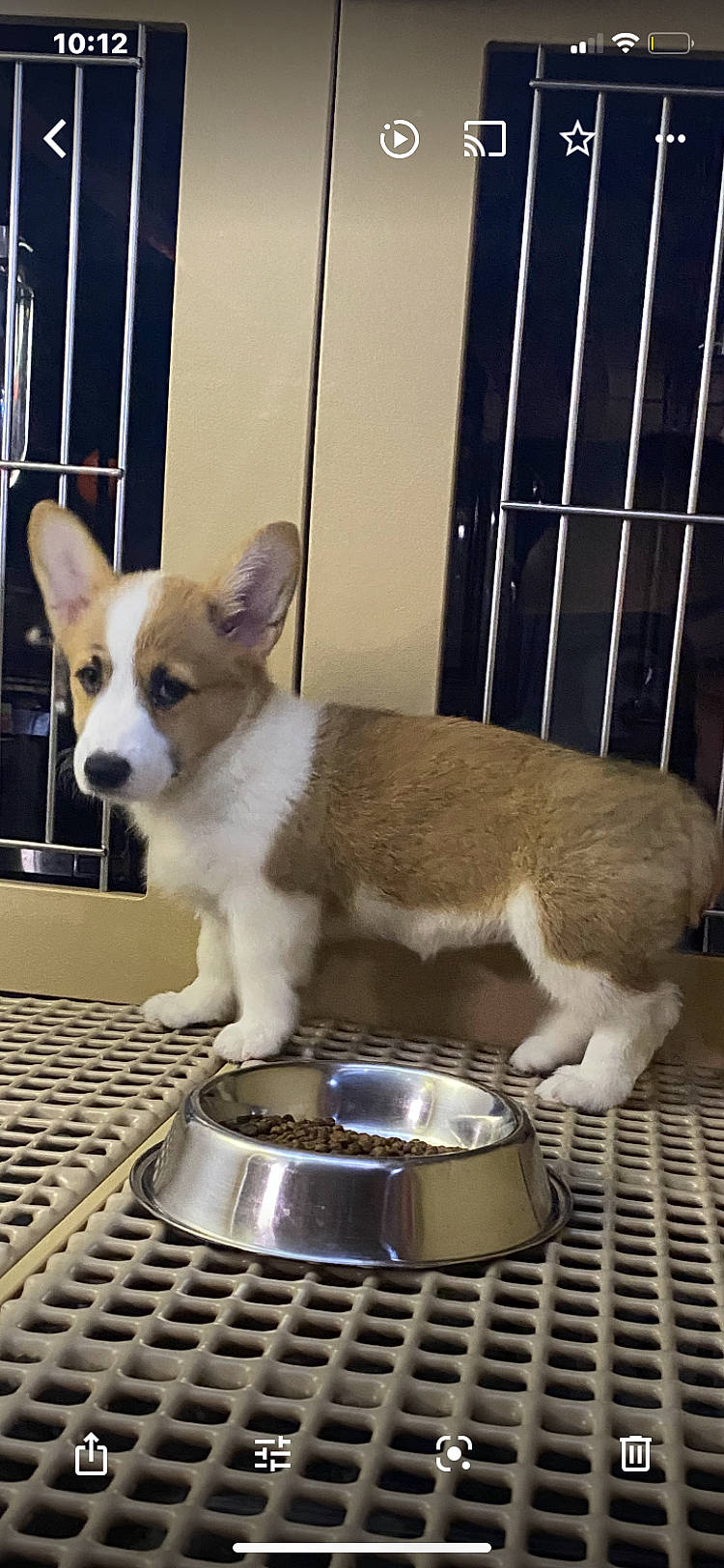 Chino is registered to the contest to win money with this photo: canidae, carnivore, cat_supply, chihuahua, companion_dog, dog, dog_breed, dog_supply, fawn, felidae, fur, kitchen_appliance, pet_supply, recipe, snout, sporting_group, tail, toy_dog, vertebrate, whiskers