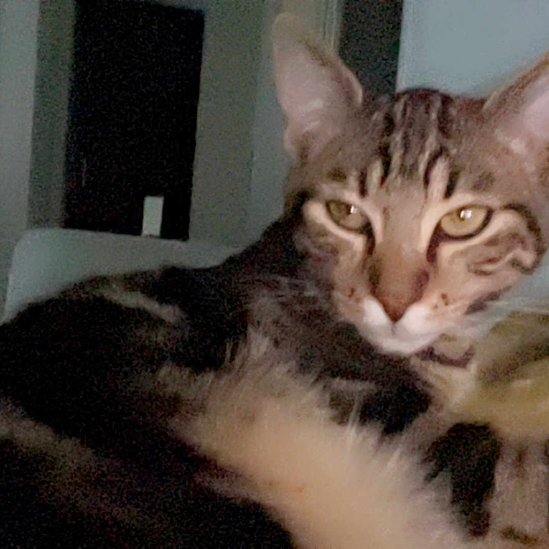 I Malley a rejoint le concours — aidez-le/la à gagner de superbes lots ! abyssinian, animal, bodypart, cat, chair, couch, ear, egyptiancat, furniture, indoors, kitten, manx, person, pet, sleeping