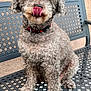 dog, curly_fur, pet, bench, outdoor, tongue_out, playful, animal, cute, sitting, furry, collar, metal_bench, texture, closeup, portrait, friendly, canine, fluffy, tongue