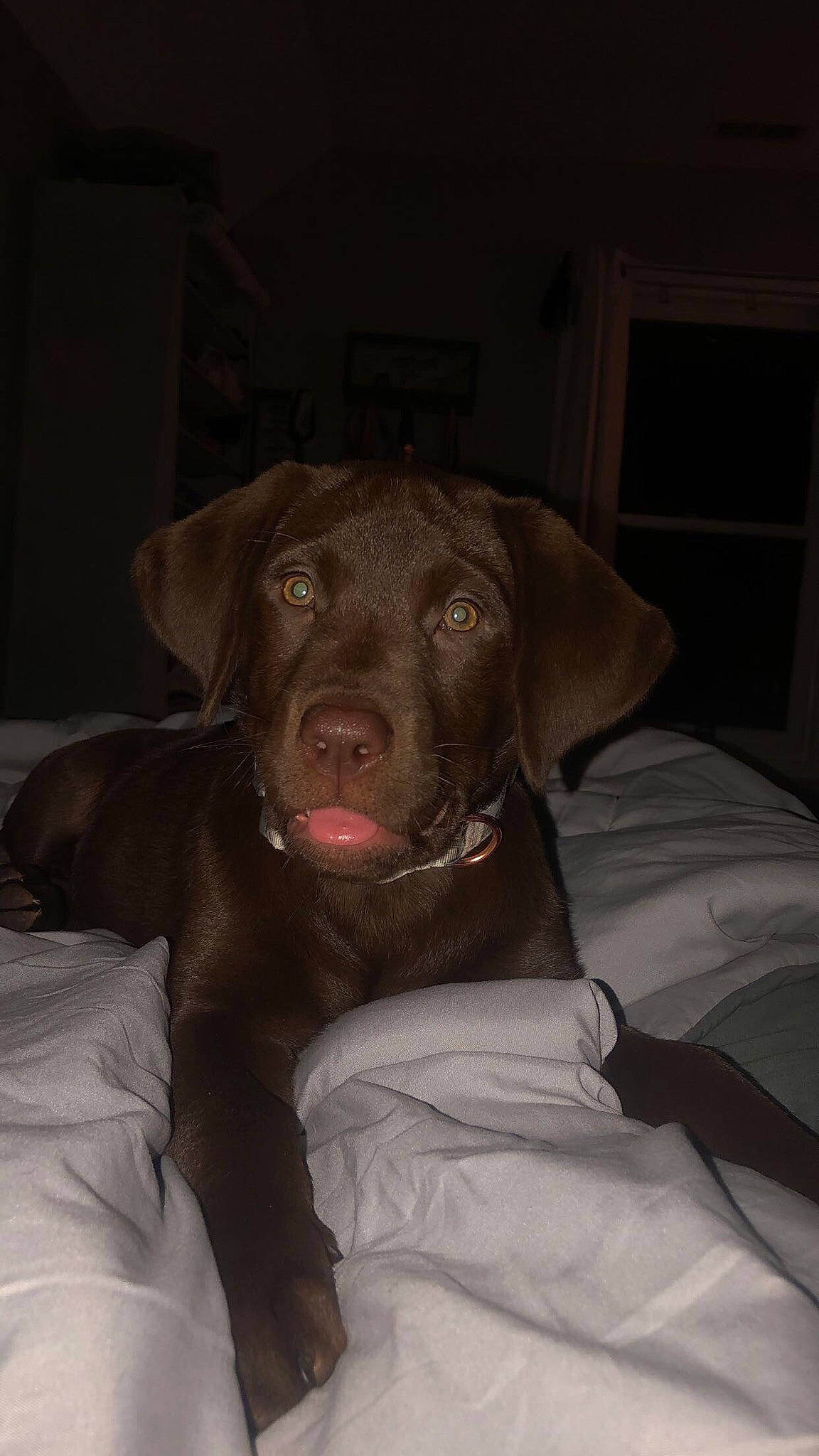 Remi is registered to the contest to win money with this photo: bed, brown, canidae, carnivore, comfort, companion_dog, dog, dog_breed, dog_collar, fawn, gun_dog, linens, liver, pet_supply, snout, sporting_group, tongue, whiskers, working_animal, working_dog