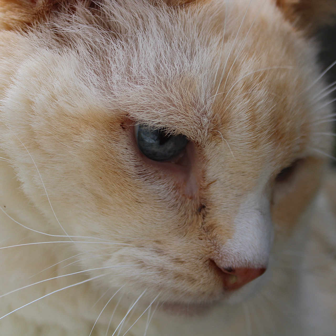 Flame joined the competition — help win amazing prizes! animal, blue_eyes, cat, close_up, cream_color, cute, eye, face, feline, fur, head, mammal, nature, nose, outdoor, pet, portrait, soft, whisker, whiskers