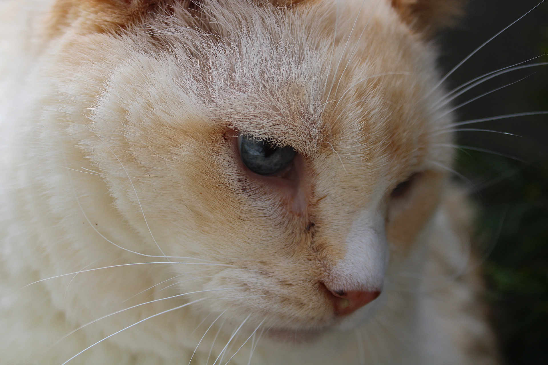 Flame joined the competition — help win amazing prizes! cat, close_up, blue_eyes, whiskers, fur, animal, pet, cream_color, face, nose, outdoor, nature, portrait, feline, soft, cute, mammal, whisker, eye, head