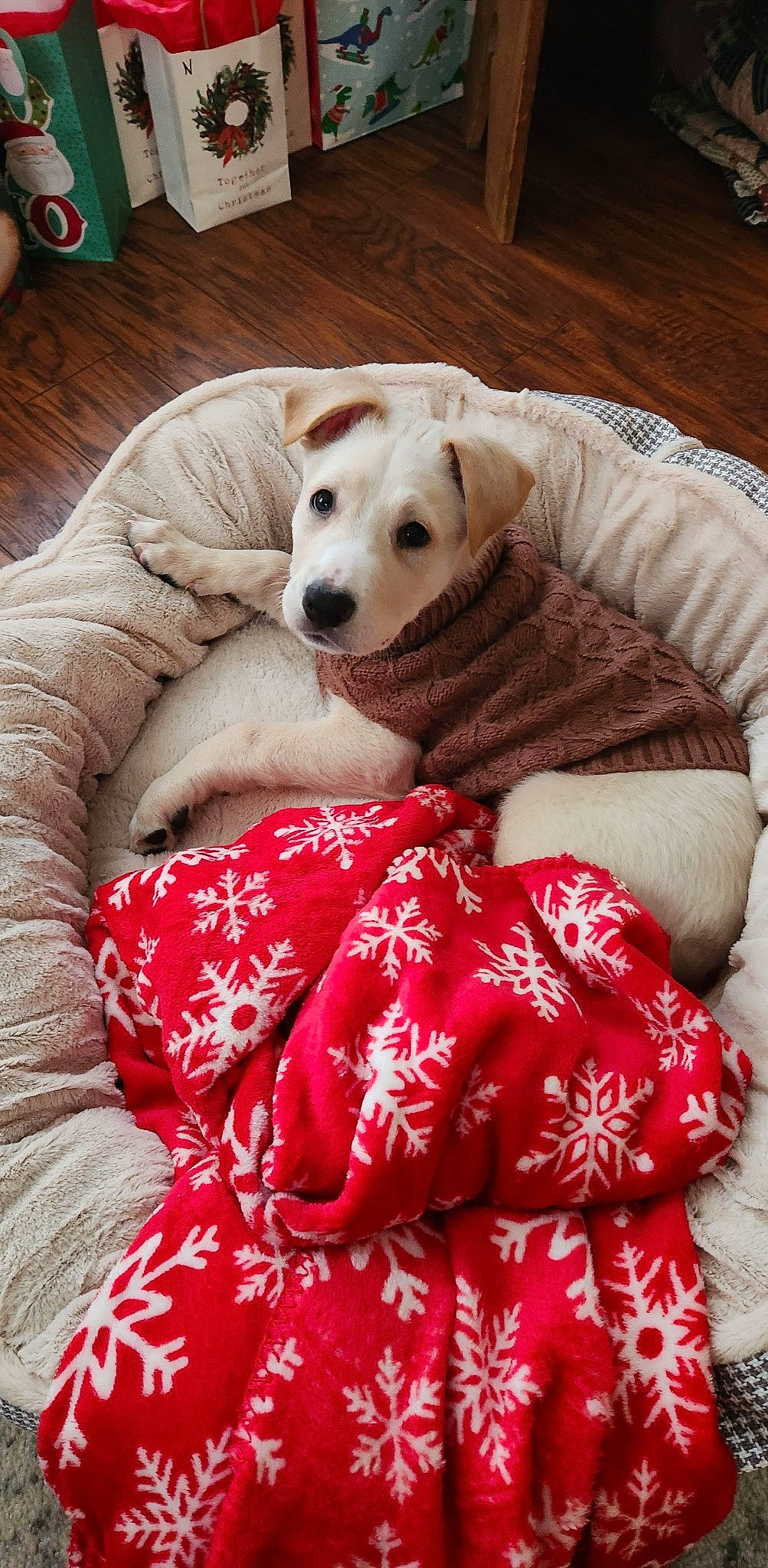 Coop is registered to the contest to win money with this photo: bedding, canidae, carnivore, comfort, companion_dog, couch, dog, dog_breed, dog_supply, fawn, fur, guard_dog, linens, nap, pattern, paw, pillow, plant, sporting_group, working_animal