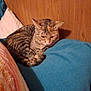 animal, blanket, blue_blanket, cat, cozy, cute, domestic_animal, ears, feline, fur, indoor, pet, quiet, relaxing, resting, sleeping, tabby, tail, whiskers, wooden_wall