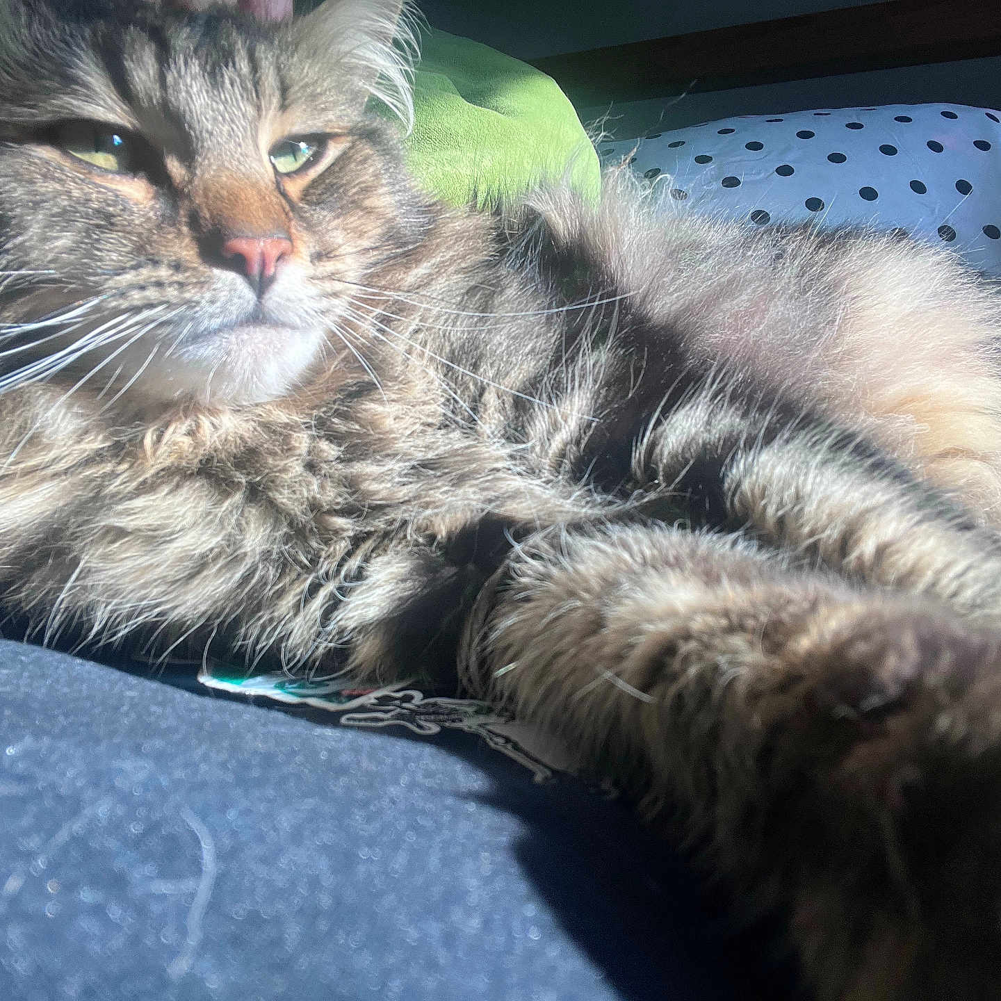 Juno joined the competition — help win amazing prizes! cat, fluffy, tabby, pet, indoor, relaxed, sunlight, bed, pillow, polka_dot, green_cushion, whiskers, fur, closeup, resting, animal, cute, cozy, portrait, feline
