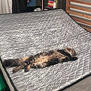 Juno is registered to the contest to win money with this photo: cat, bed, mattress, quilted, silver, furniture, indoor, cozy, shelf, books, clothing, relaxing, fluffy, pet, sleeping, fur, wooden_bed_frame, room, home, domestic