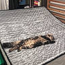 cat, bed, mattress, quilted, silver, furniture, indoor, cozy, shelf, books, clothing, relaxing, fluffy, pet, sleeping, fur, wooden_bed_frame, room, home, domestic