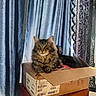 Juno joined the competition — help win amazing prizes! cat, tabby_cat, cardboard_box, curtains, vintage_radio, sunlight, indoor, furniture, pet, animal, fluffy, brown, striped, window_light, resting, curious, cozy, domestic, cute, feline