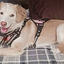 dog, pet, canine, harness, smiling, indoor, couch, blanket, fur, tail, happy, relaxed, light_brown, white, lying_down, domestic_animal, companion, friendly, animal, mammal