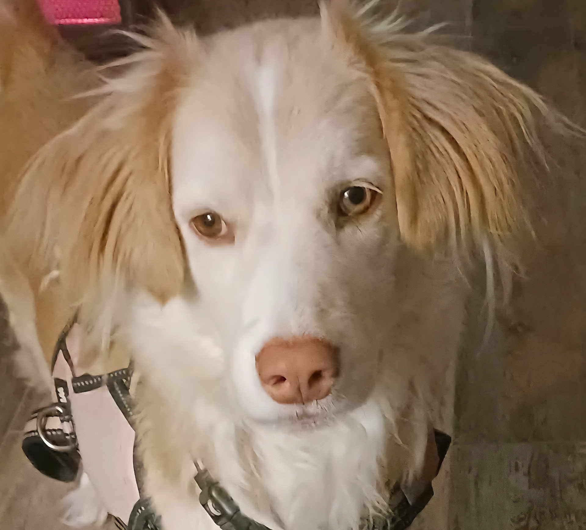 Ray joined the competition — help win amazing prizes! dog, close_up, brown_fur, white_fur, harness, pet, animal, canine, portrait, indoor, muzzle, ears, nose, fur, looking, calm, cute, domestic_animal, friendly, whiskers