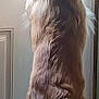 Ray joined the competition — help win amazing prizes! dog, standing, window, door, indoor, fur, curious, light, natural_light, pet, animal, looking_out, brown_fur, white_fur, collar, floor, waiting, side_view, domestic, home