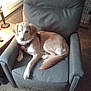 Ray joined the competition — help win amazing prizes! dog, armchair, furniture, indoor, carpet, lamp, side_table, pet, canine, relaxing, light, window, home, comfort, resting, dog_harness, living_room, brown, gray, cozy