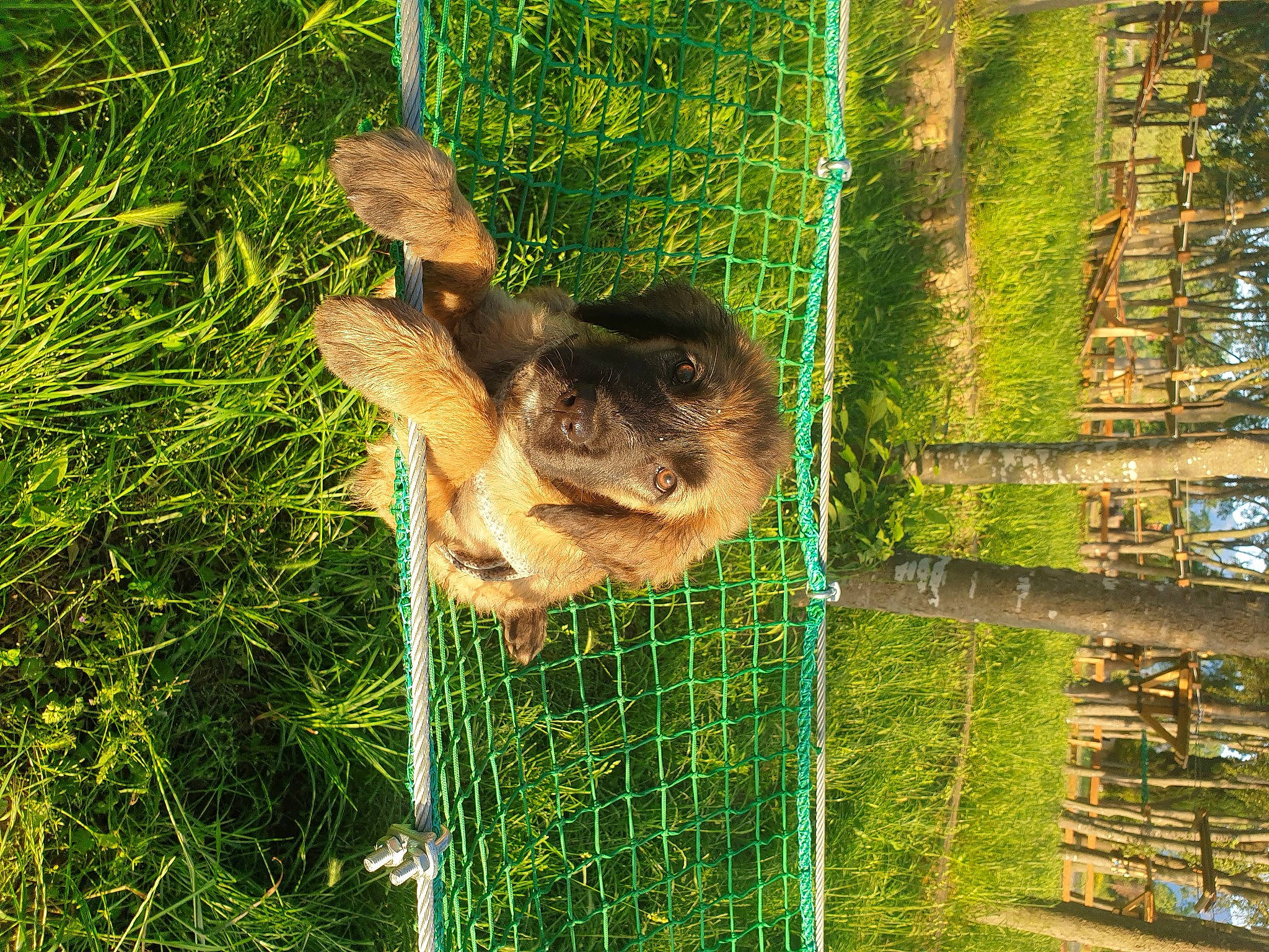 Orphée participe au concours pour gagner de l'argent avec cette photo : animal_shelter, carnivore, companion_dog, dog, dog_breed, fawn, grass, grass_family, mesh, net, plant, snout, terrestrial_animal, terrestrial_plant, trunk, vertebrate, wildlife, wire_fencing, wood, working_animal