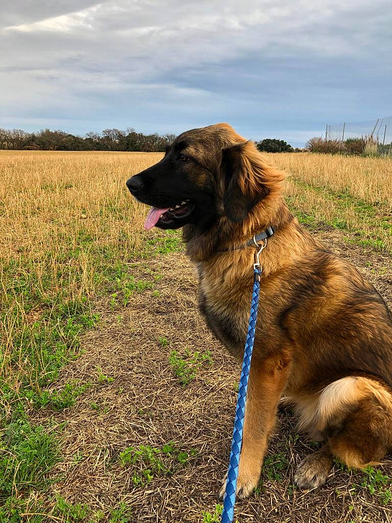 Orphée a rejoint le concours — aidez-le/la à gagner de superbes lots ! canidae, carnivore, cloud, collar, dog, dog_breed, dog_collar, grass, grassland, gun_dog, landscape, leash, plant, prairie, recreation, retriever, sky, soil, sporting_group, working_animal