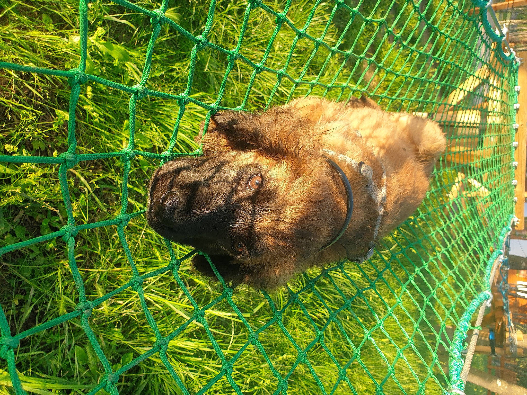 Orphée a rejoint le concours — aidez-le/la à gagner de superbes lots ! animal_shelter, cage, canidae, carnivore, chair, companion_dog, dog_breed, fawn, fence, fur, grass, liver, mesh, organism, snout, sporting_group, terrestrial_animal, wildlife, wire_fencing