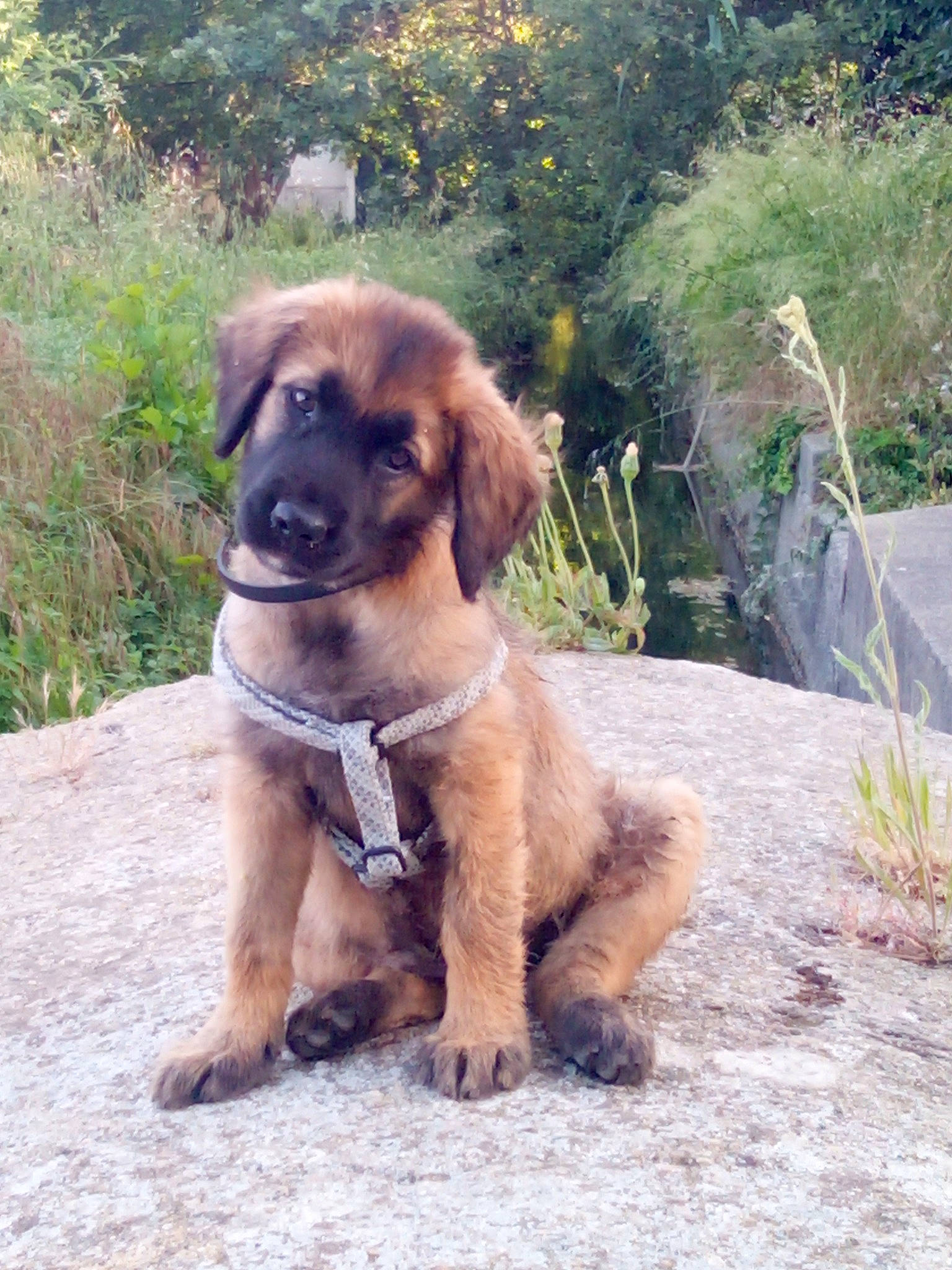 Orphée participe au concours pour gagner de l'argent avec cette photo : canidae, carnivore, collar, companion_dog, dog, dog_breed, dog_collar, fawn, grass, gun_dog, hunting_dog, liver, plant, snout, sporting_group, tail, terrestrial_animal, tree, working_animal, working_dog