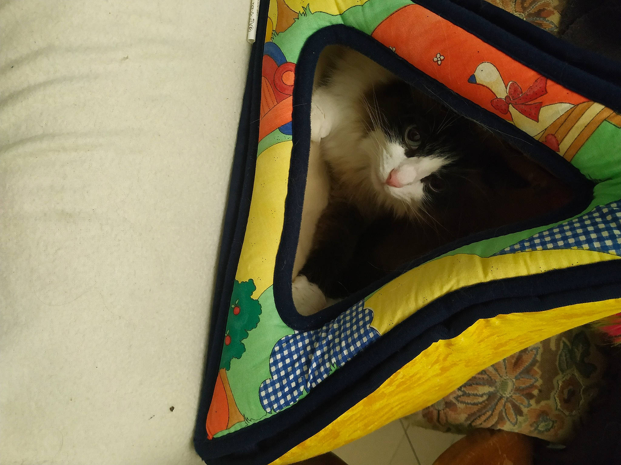 Nala participe au concours pour gagner de l'argent avec cette photo : art, bag, baggage, box, carnivore, cat, comfort, domestic_short_haired_cat, fashion_accessory, fawn, felidae, fur, linens, luggage_and_bags, pattern, room, small_to_medium_sized_cats, tail, visual_arts, whiskers