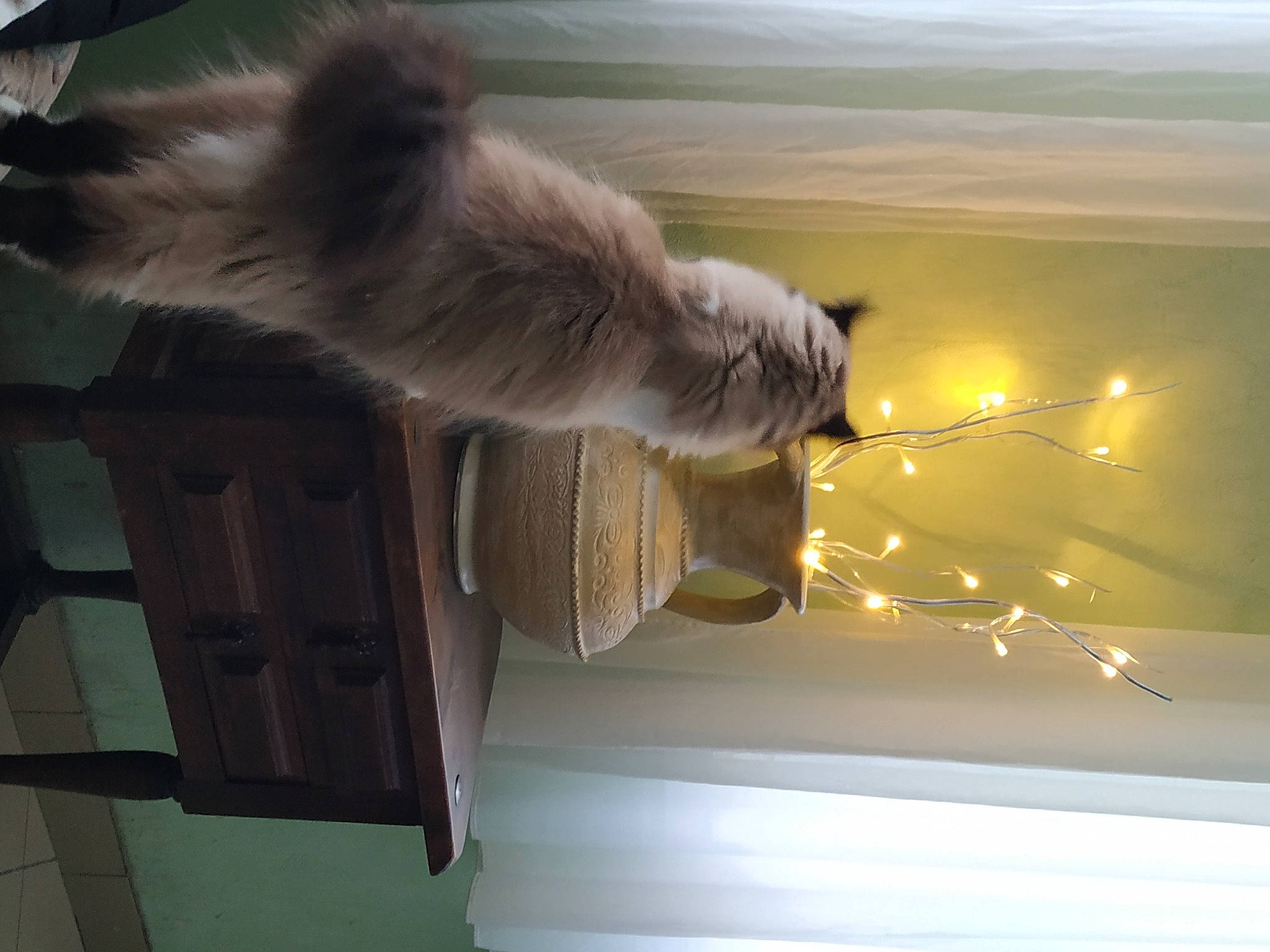 Nala participe au concours pour gagner de l'argent avec cette photo : carnivore, cat, ceiling, fawn, felidae, fur, paw, room, shade, shadow, small_to_medium_sized_cats, tail, tints_and_shades, whiskers, wood