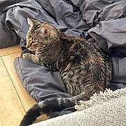 Freya joined the competition — help win amazing prizes! animal, blanket, cat, comfort, cozy, cute, domestic_animal, feline, fur, gray, indoor, mammal, pet, relaxed, resting, sleepy, tabby, tail, whiskers, wood_floor