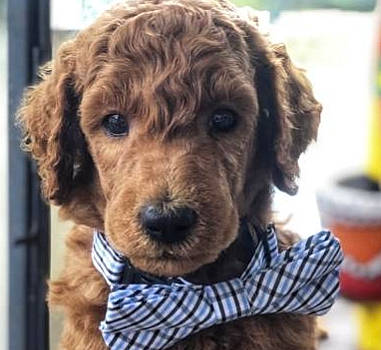 Duck joined the competition — help win amazing prizes! canidae, carnivore, cockapoo, companion_dog, dog, dog_breed, goldendoodle, labradoodle, mammal, miniature_poodle, non_sporting_group, poodle, poodle_crossbreed, puppy, sporting_group, standard_poodle, toy_poodle, vertebrate