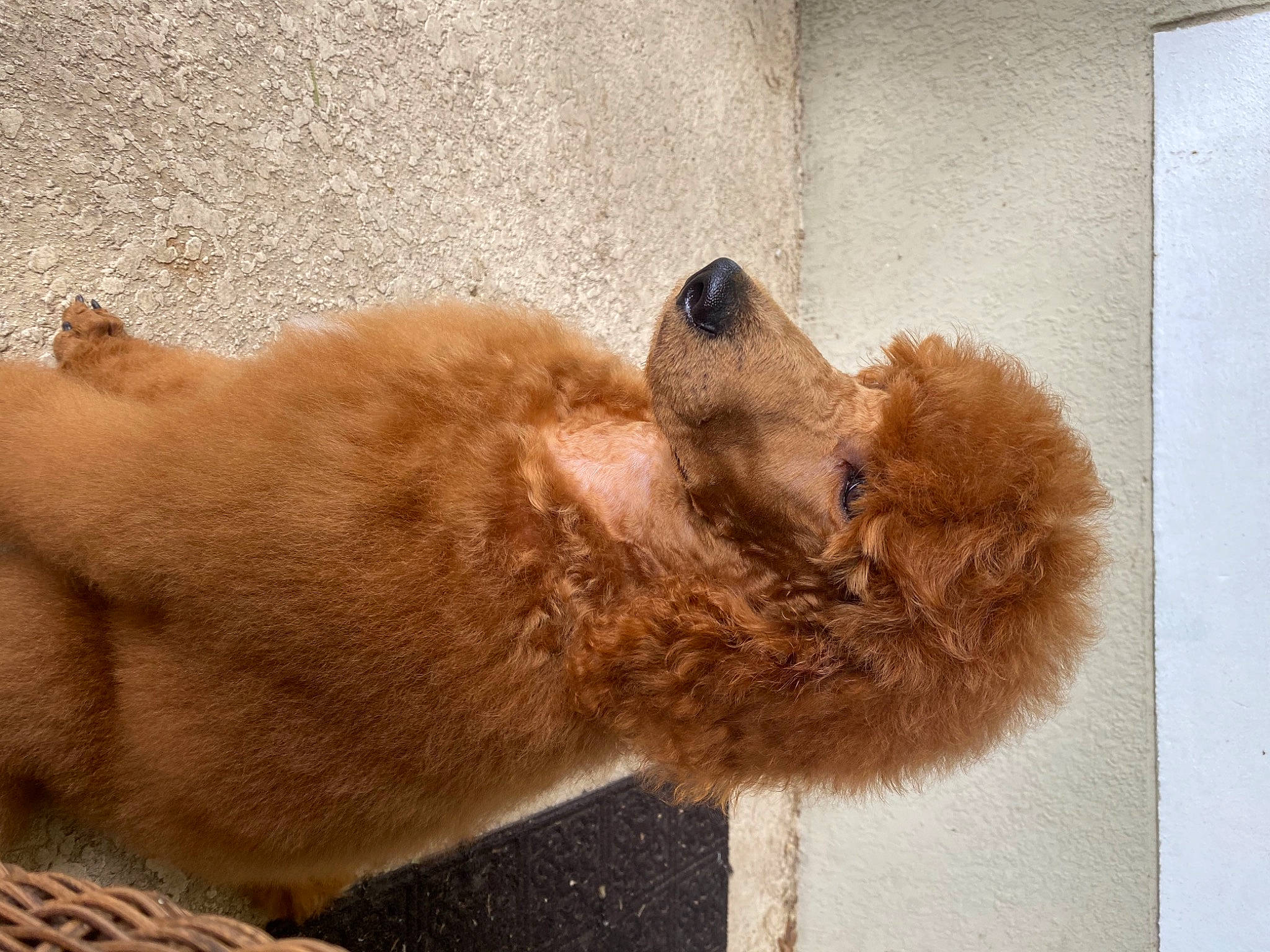 Duck joined the competition — help win amazing prizes! canidae, carnivore, chow_chow, dog, dog_breed, fawn, finnish_spitz, fur, golden_retriever, non_sporting_group, snout, sporting_group