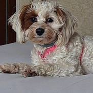 Babygirl is registered to the contest to win money with this photo: dog, pet, curly_fur, pink_harness, bed, indoor, cute, animal, canine, fur, resting, looking_away, small_dog, mammal, domestic_animal, portrait, companion, fluffy, lying_down, household