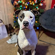Midge is registered to the contest to win money with this photo: dog, pet, indoor, christmas_tree, holiday, decorations, lights, carpet, seated, white_and_black, animal, cute, portrait, furniture, chair, living_room, blurred_background, festive, calm, companion