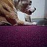 brown_and_white_fur, carpet, close_up, companion, dog, domestic_animal, floor, indoor, low_angle, lying_down, muzzle, paw, pet, portrait, relaxed, short_hair, side_profile, snout, tongue_out, wall