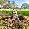 canine, daytime, dirt, dog, foreground, grass, happy, hole, nature, outdoors, park, pet, playful, portrait, sky, smiling, sunny, tongue_out, trees, white_dog