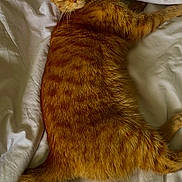 Caramel a rejoint le concours — aidez-le/la à gagner de superbes lots ! abyssinian, animal, bed, bedroom, blanket, cat, couch, cushion, furniture, hardwood, homedecor, indoors, kitten, manx, person, pet, quilt, room, sleeping, wood