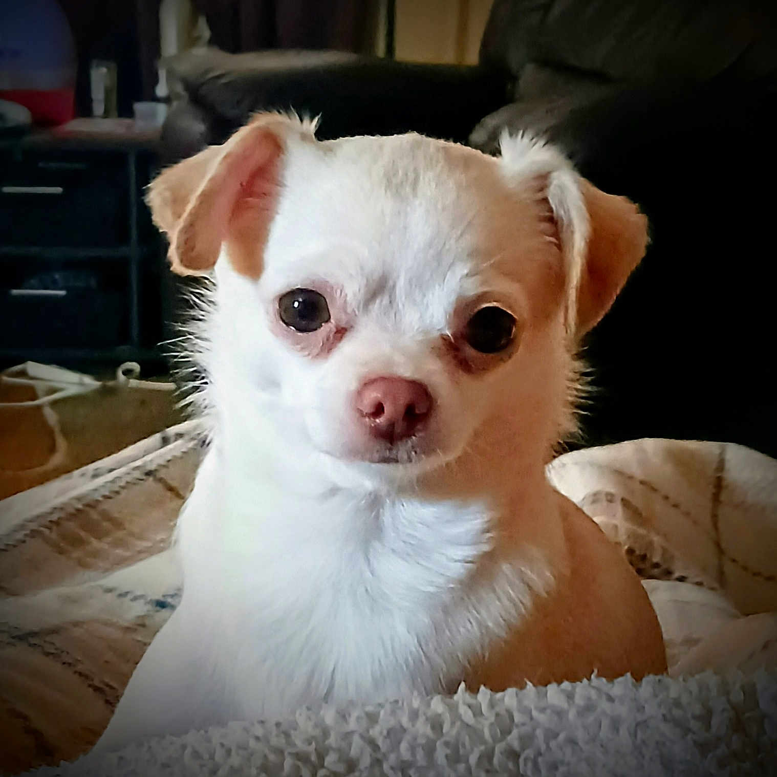 Lola joined the competition — help win amazing prizes! animal, blanket, canine, companion, cozy, cute, cute_pet, dog, ears, eyes, fur, home, indoor, nose, pet, portrait, resting, small_dog, soft, white_dog