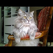Manouche participe au concours pour gagner de l'argent avec cette photo : cat, gray_cat, fluffy, yellow_eyes, chair, wooden_chair, cushion, indoor, furniture, pet, animal, looking_away, sitting, home, shelf, cozy, domestic, fur, cute, portrait