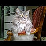 cat, gray_cat, fluffy, yellow_eyes, chair, wooden_chair, cushion, indoor, furniture, pet, animal, looking_away, sitting, home, shelf, cozy, domestic, fur, cute, portrait