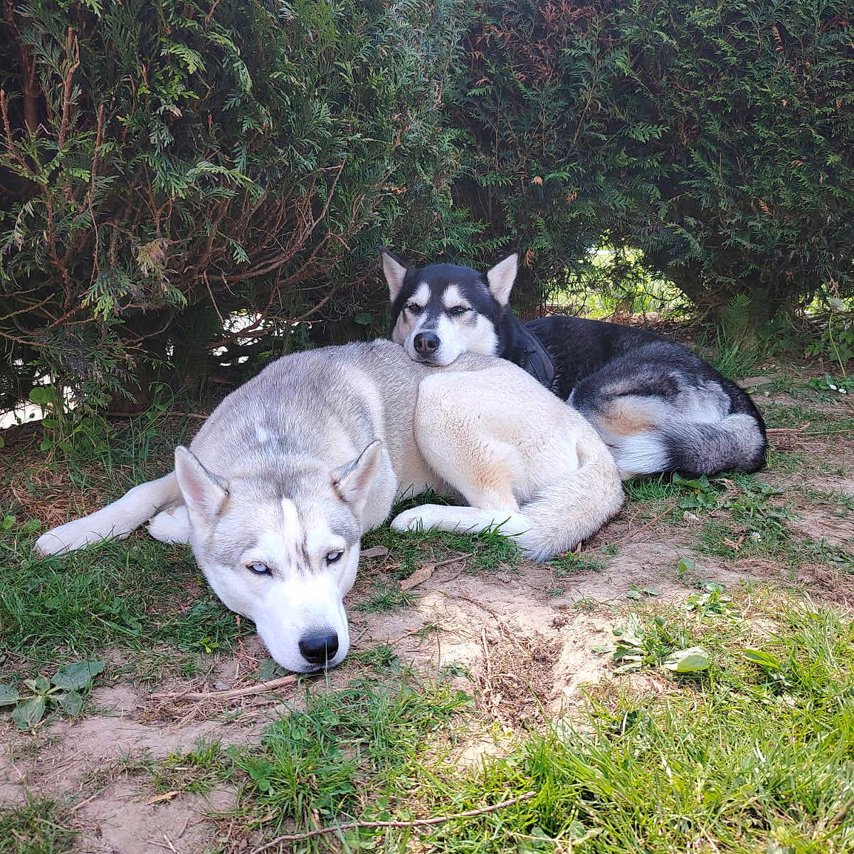 Niupy Vallah a rejoint le concours — aidez-le/la à gagner de superbes lots ! animal, canine, dog, grass, green, grove, herbal, herbs, husky, jungle, land, nature, outdoors, pet, plant, puppy, soil, tree, vegetation, woodland