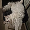 cat, white_cat, fluffy, long_hair, pet, animal, feline, upside_down, lounging, chair, indoor, portrait, close_up, whiskers, green_eyes, pink_nose, paws, fur, relaxed, funny