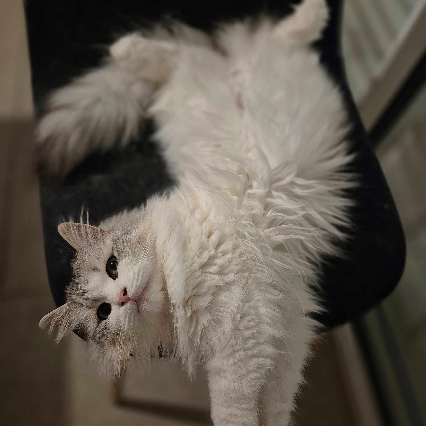 Santa participe au concours pour gagner de l'argent avec cette photo : cat, white_cat, fluffy, long_hair, pet, animal, feline, upside_down, lounging, chair, indoor, portrait, close_up, whiskers, green_eyes, pink_nose, paws, fur, relaxed, funny