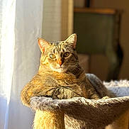 Freya is registered to the contest to win money with this photo: cat, tabby, cat_tree, sunlight, indoor, pet, feline, relaxed, cozy, fur, whiskers, window, sunbeam, domestic_animal, animal, resting, portrait, cute, home, comfortable