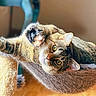 Freya joined the competition — help win amazing prizes! cat, tabby_cat, pet, paw, hammock, indoor, cozy, feline, relaxed, fur, whiskers, curious, playful, warm_lighting, soft_focus, wooden_floor, scratching_post, closeup, animal, cute
