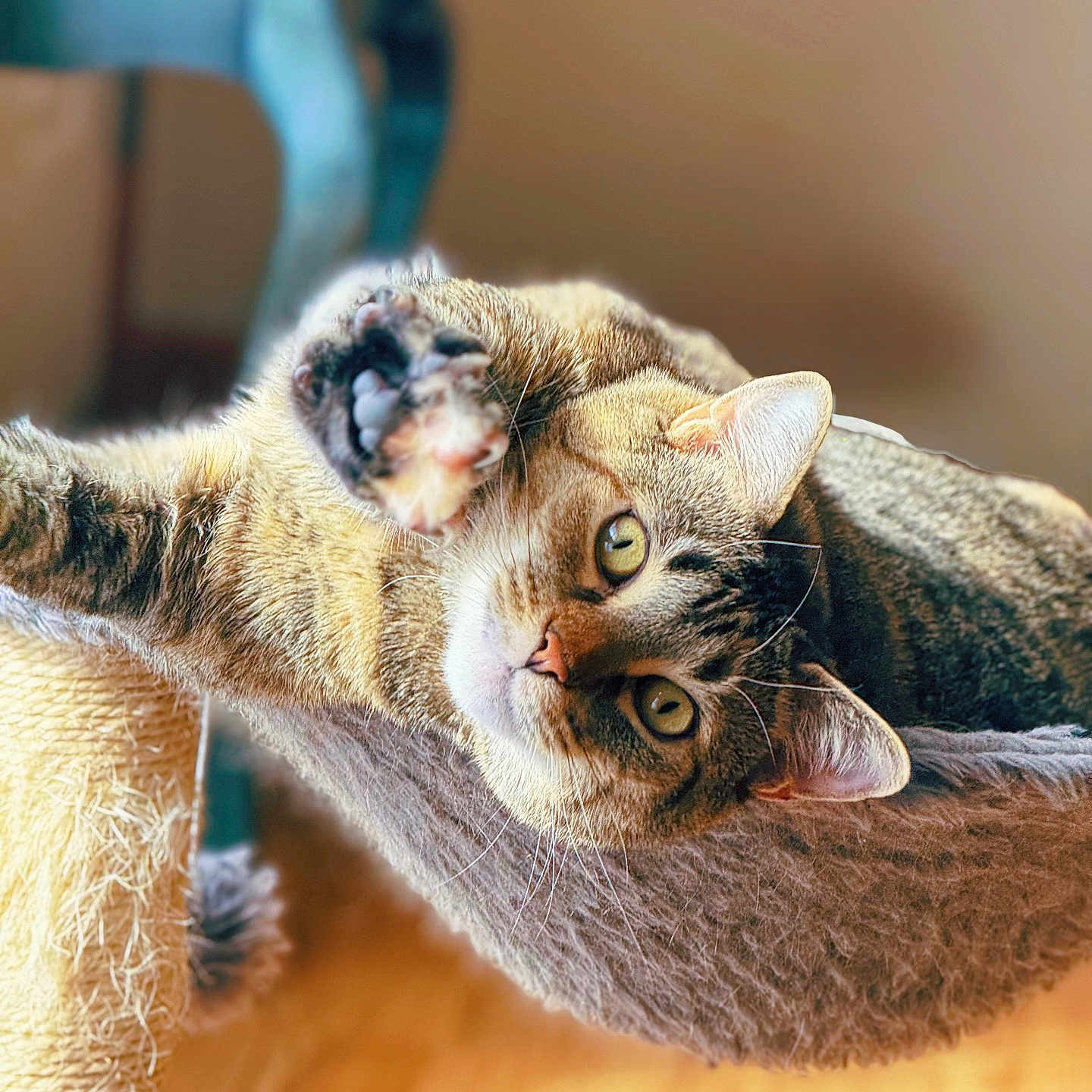 Freya joined the competition — help win amazing prizes! cat, tabby_cat, pet, paw, hammock, indoor, cozy, feline, relaxed, fur, whiskers, curious, playful, warm_lighting, soft_focus, wooden_floor, scratching_post, closeup, animal, cute