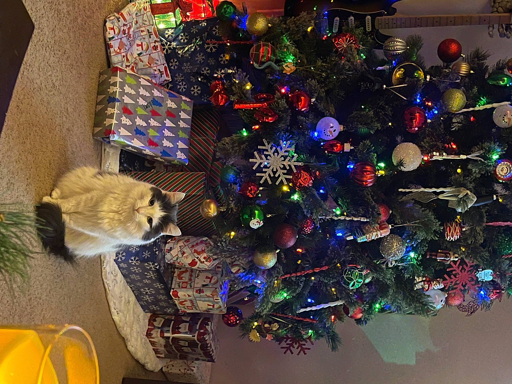 Jazz joined the competition — help win amazing prizes! carnivore, cat, christmas, christmas_decoration, christmas_eve, christmas_ornament, christmas_tree, conifer, event, felidae, holiday, holiday_ornament, interior_design, living_room, ornament, plant, room, small_to_medium_sized_cats, tradition, tree